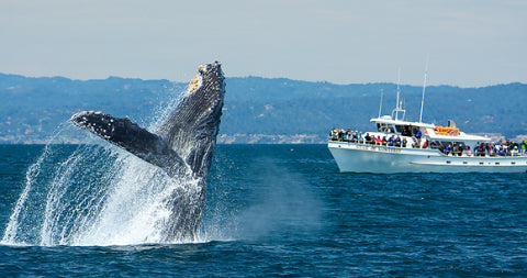 Whale Watch Tour Adult Ticket